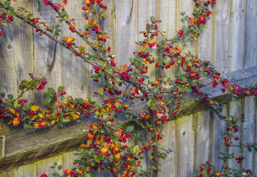 varietes-entretien-et-culture-du-cotoneaster