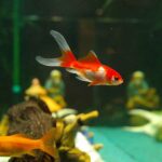 aquarium-pompe-ou-filtre