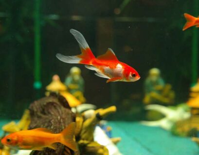 aquarium-pompe-ou-filtre