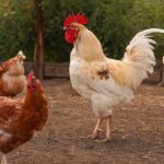 combien-de-poules-pour-un-coq