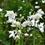 fleur-qui-commence-par-u