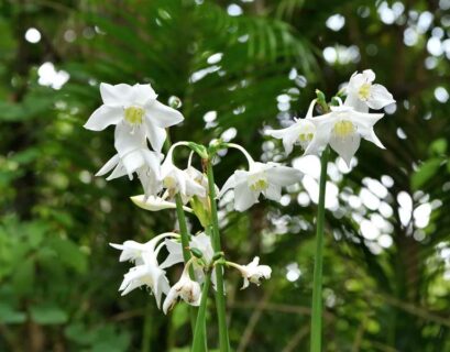 fleur-qui-commence-par-u