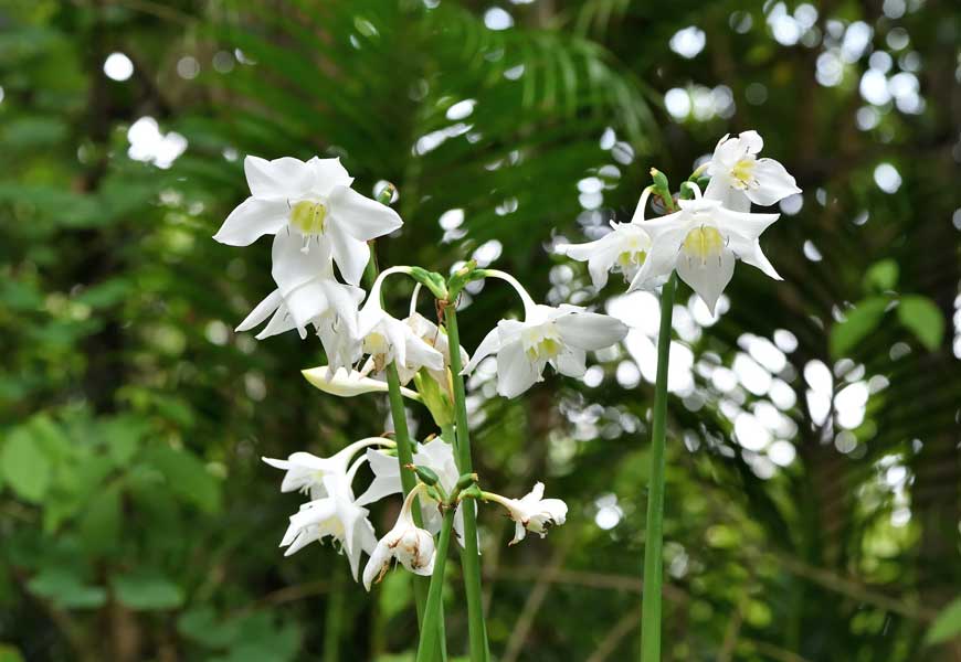 fleur-qui-commence-par-u