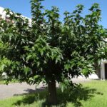quand-et-comment-tailler-le-murier-platane