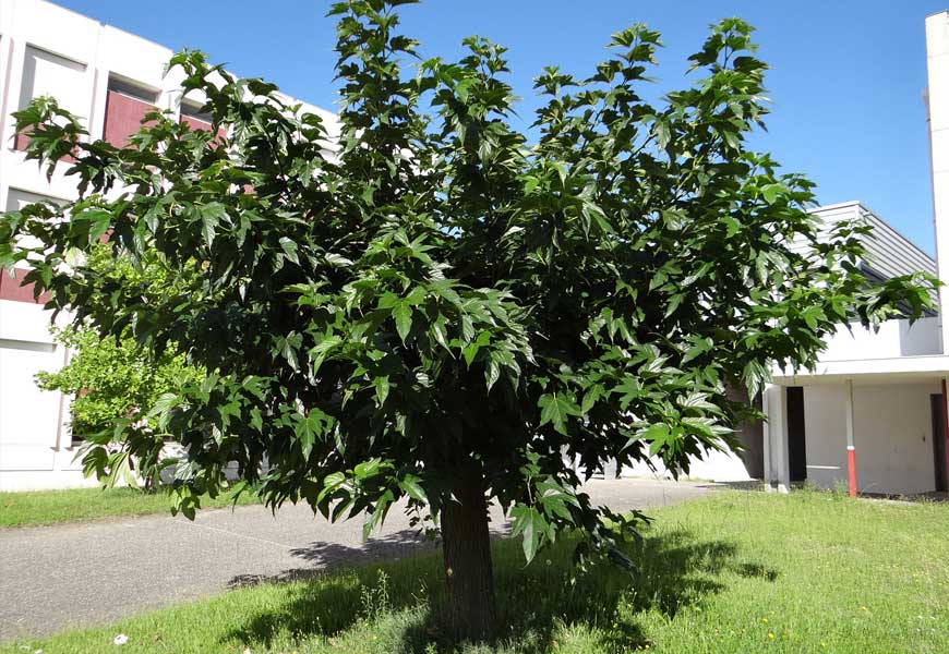 quand-et-comment-tailler-le-murier-platane