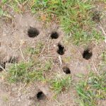 trou-dans-le-jardin-sans-monticule