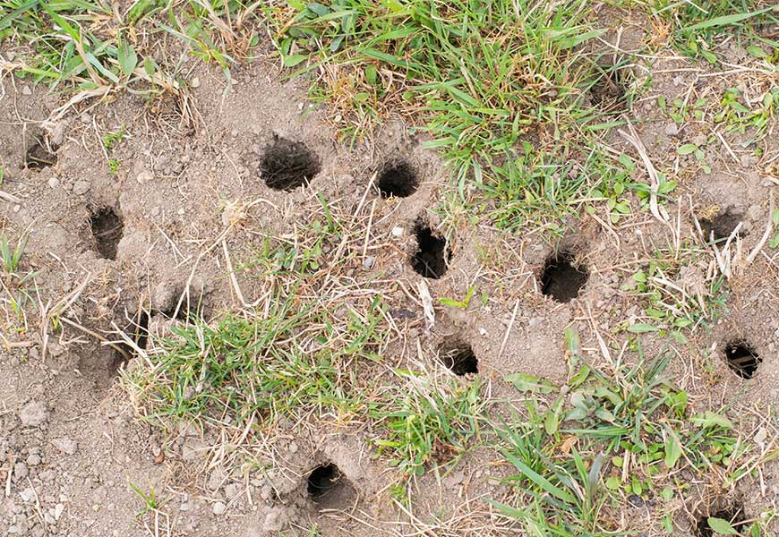 trou-dans-le-jardin-sans-monticule