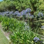 faut-il-couper-les-feuilles-des-agapanthes