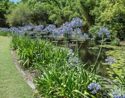faut-il-couper-les-feuilles-des-agapanthes