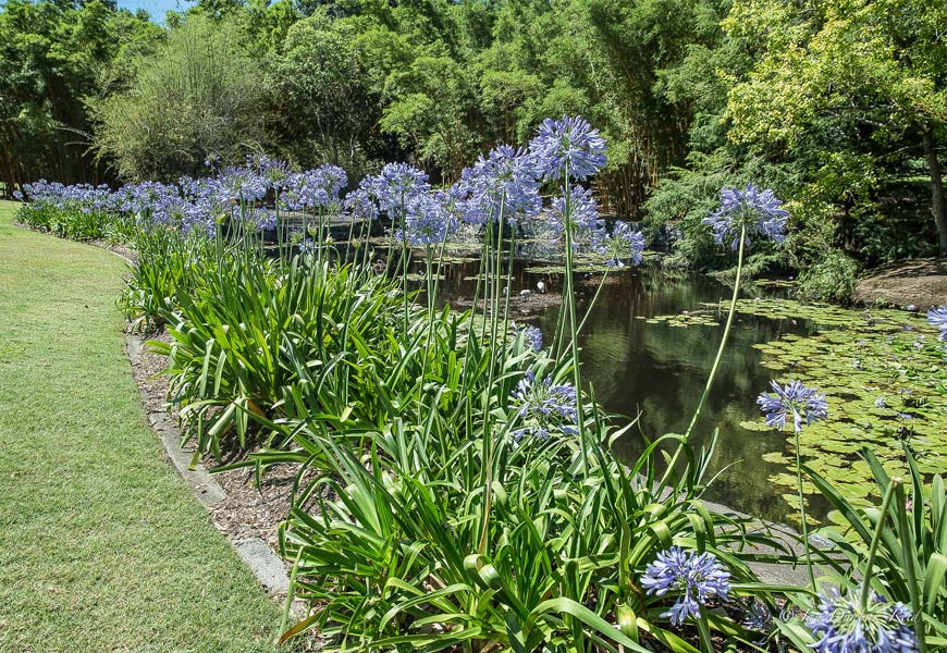 faut-il-couper-les-feuilles-des-agapanthes
