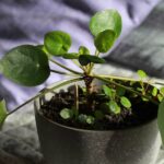 asso-pilea-ne-pousse-pas