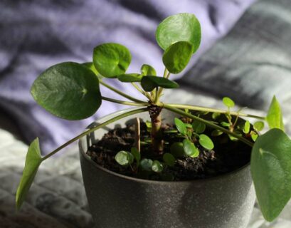 asso-pilea-ne-pousse-pas