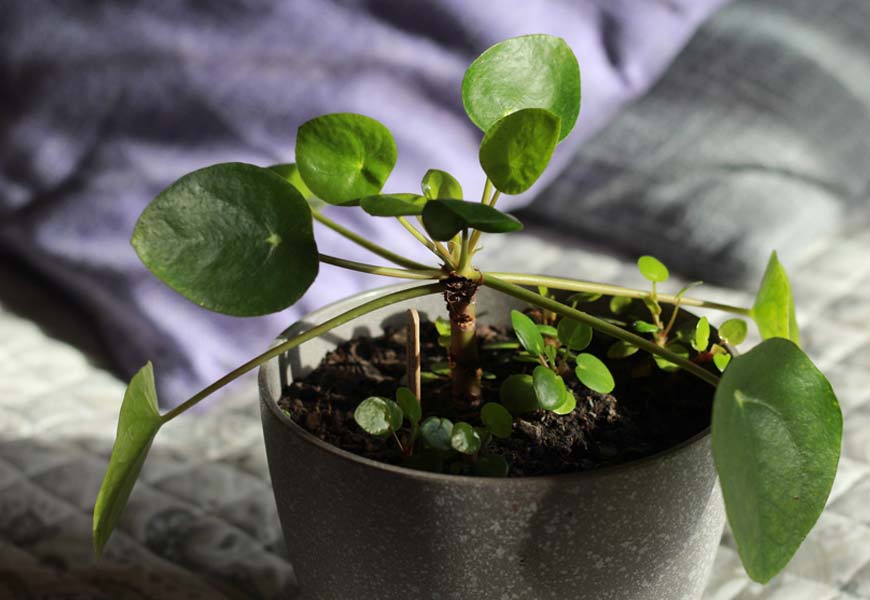asso-pilea-ne-pousse-pas