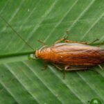 insecte-qui-ressemble-au-cafard