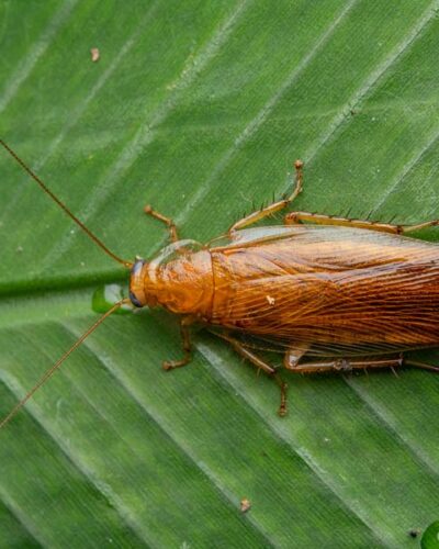 insecte-qui-ressemble-au-cafard
