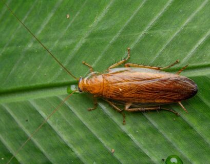 insecte-qui-ressemble-au-cafard
