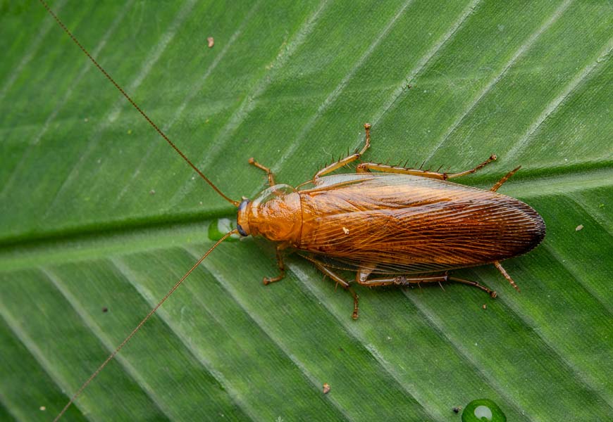 insecte-qui-ressemble-au-cafard